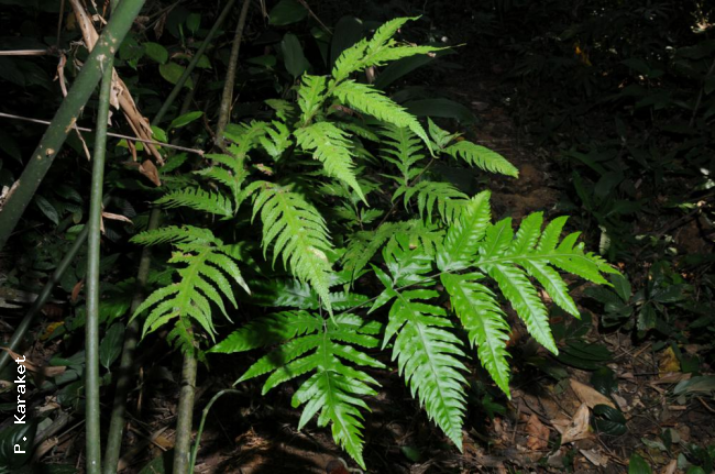 Fertile and sterile fronds
