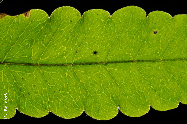 Venation