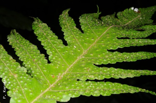 Upper surface of fertile frond