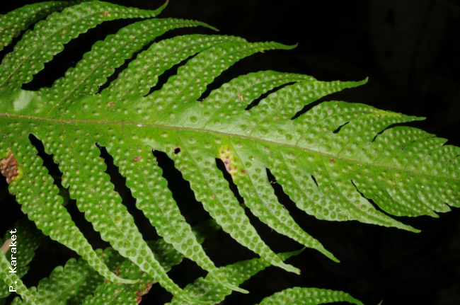 Upper surface of fertile frond
