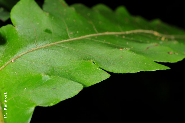 Hairs at sinus on sterile frond
