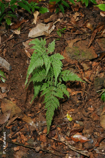 Habit
