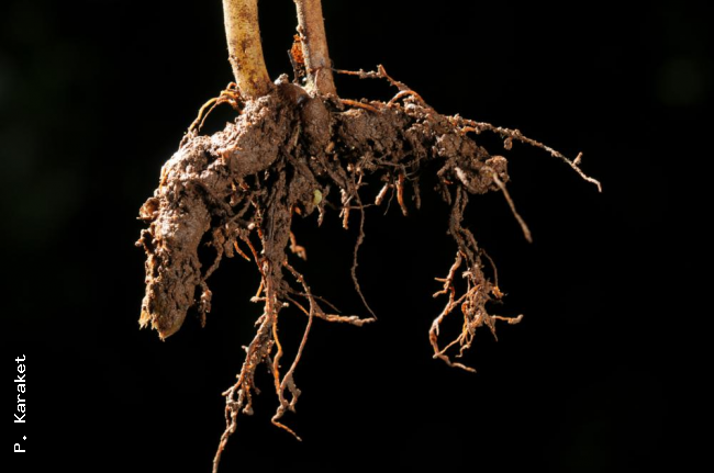 Rhizome