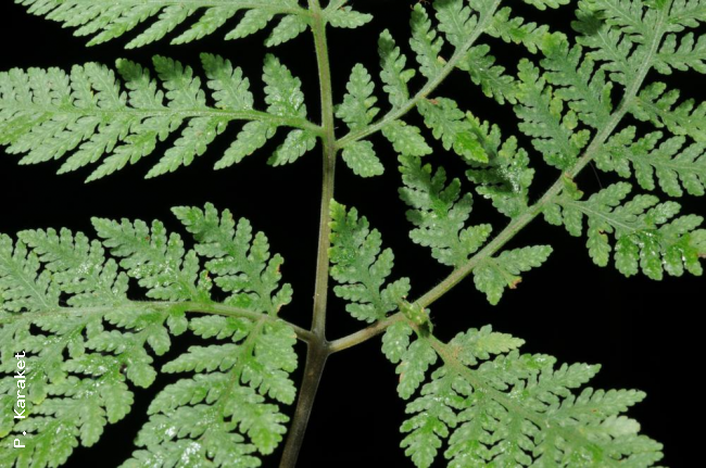 Rachis and upper bases of pinnae