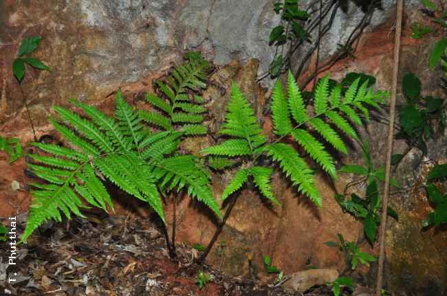 Habit