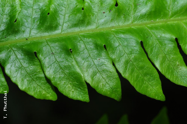 Upper surface of lamina
