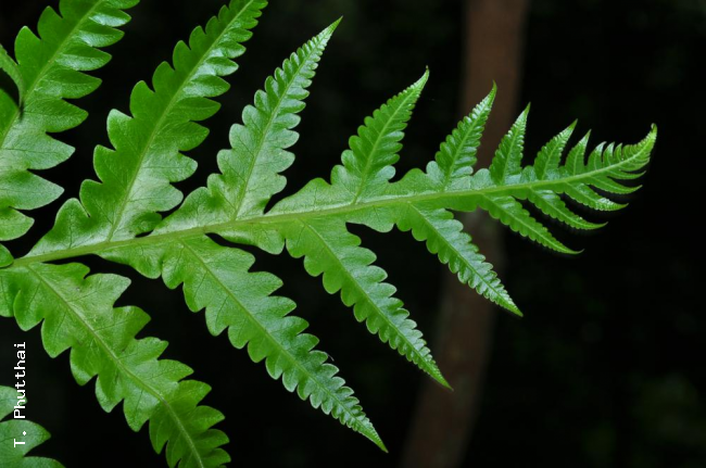 Frond apex