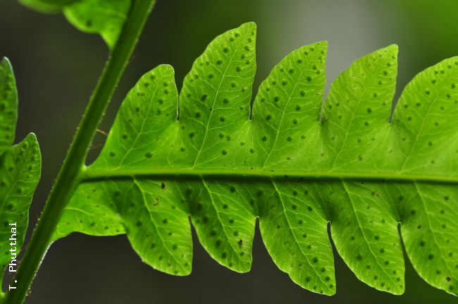 Venation