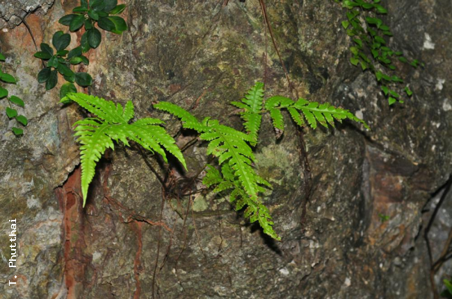 Habit