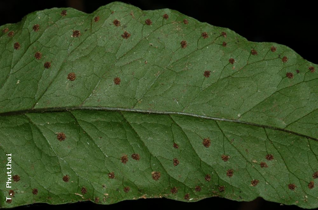 Lower surface of lamina and sori