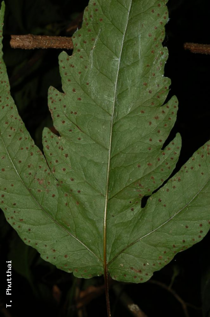 Lower surface of lamina