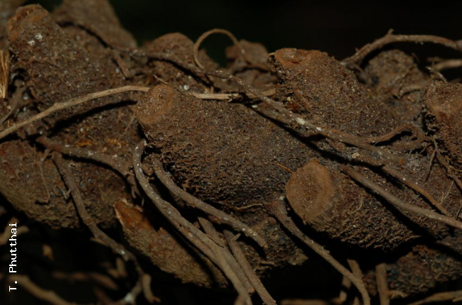 Rhizome