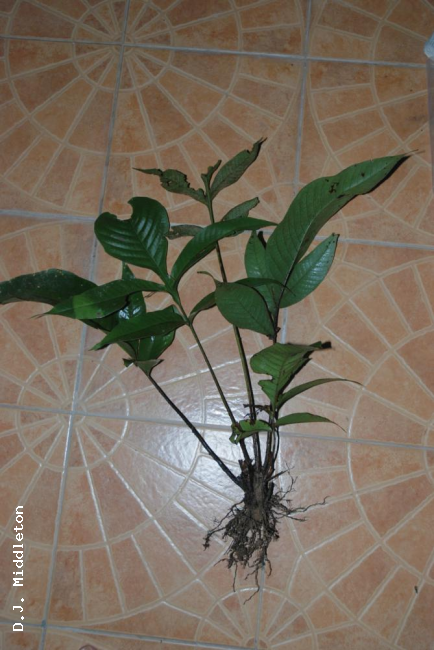 Whole plant