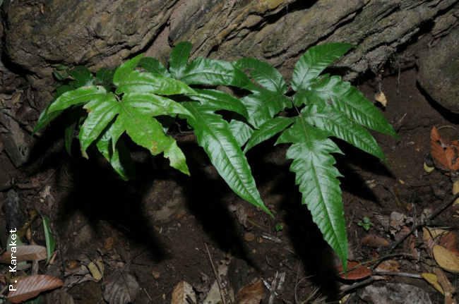 Habit