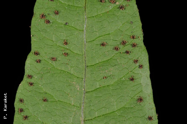 Lower surface of lamina