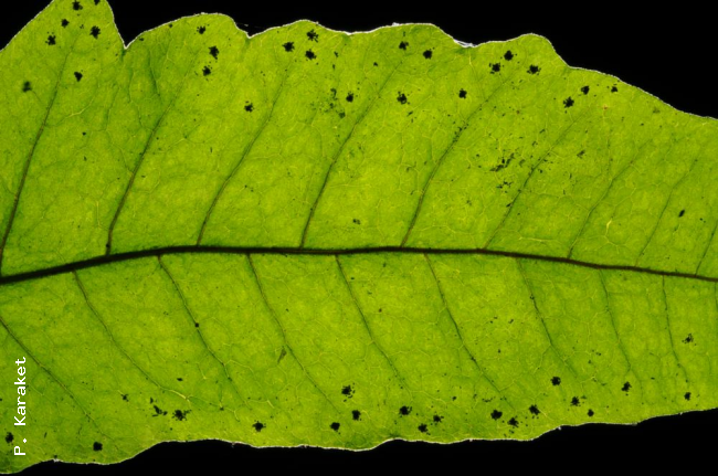 Venation