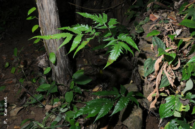 Habit