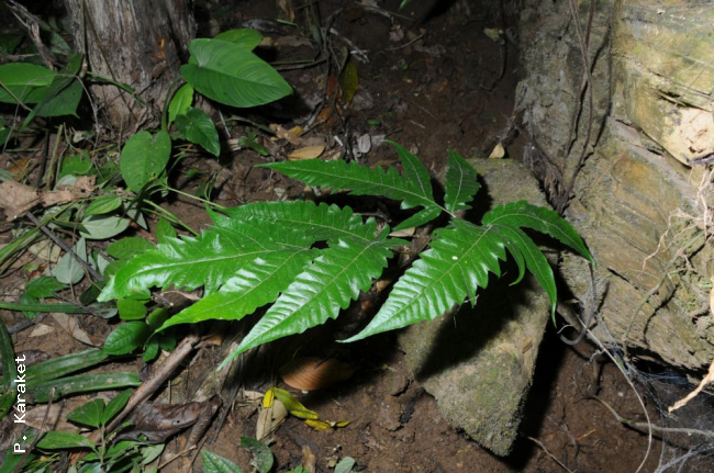 Habit