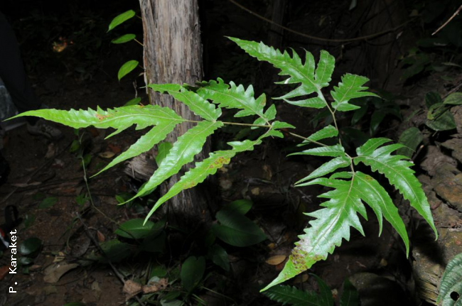Habit