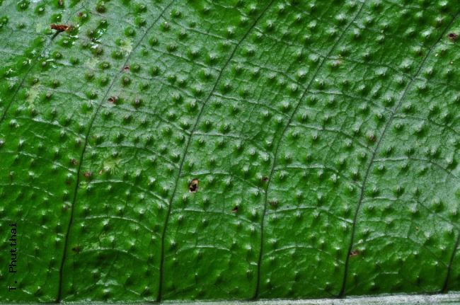 Upper surface of fertile frond