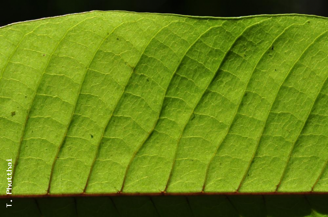 Venation