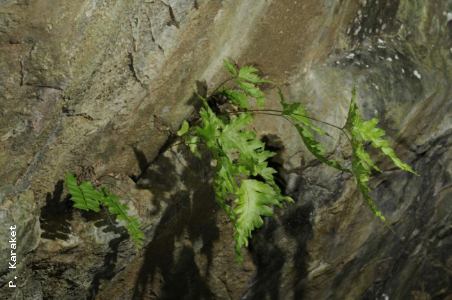 Habit