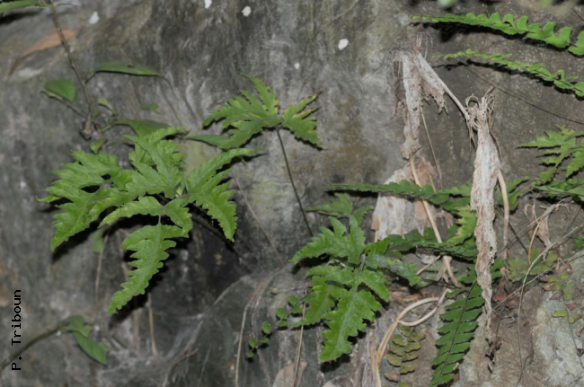 Habit