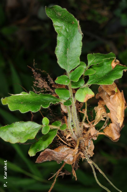 Whole plant with sterile fronds