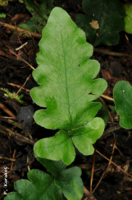 Sterile frond