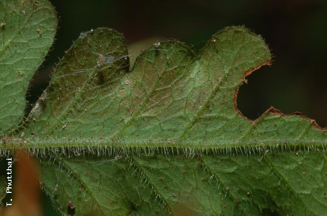 Lower surface of sterile frond