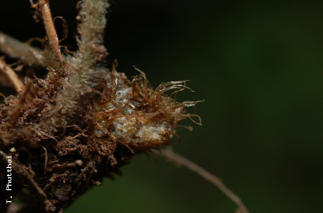 Rhizome scales