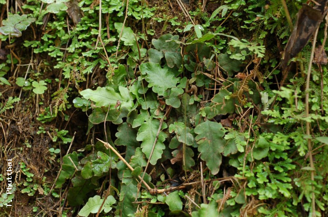 Habit