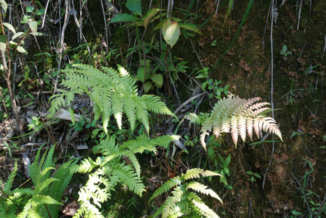 Habit