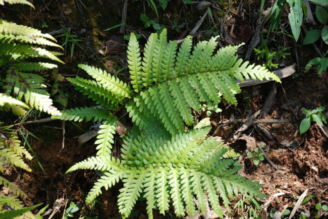 Habit