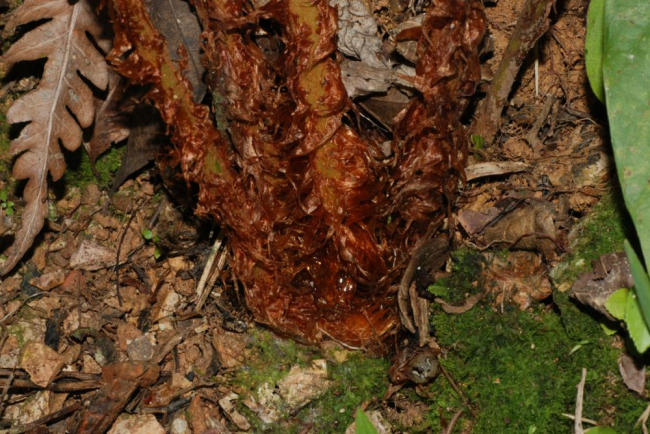 Base of stipes