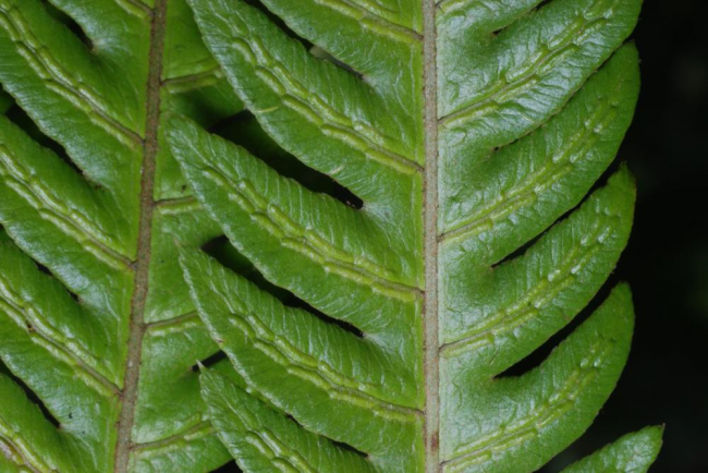 Upper surface of lamina