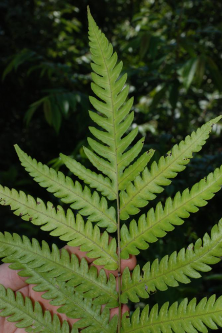 Apex of lamina