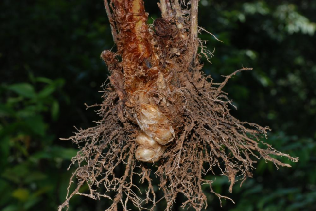 Rhizome