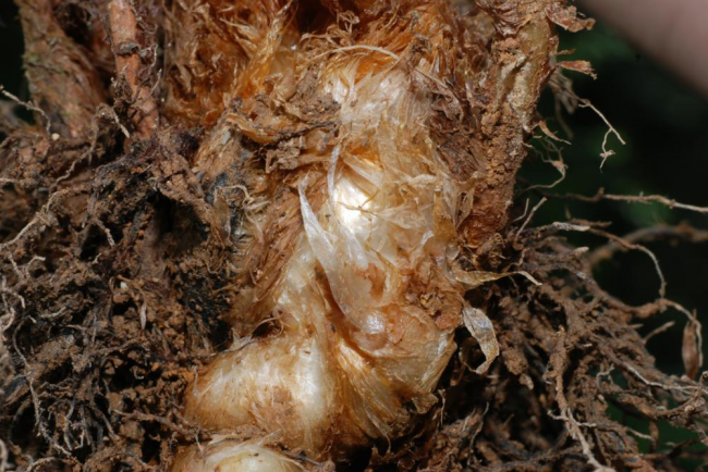Scales on rhizome