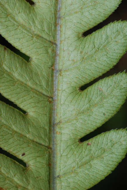 Venation